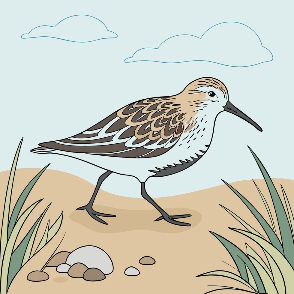 The illustration of dunlin bird vector