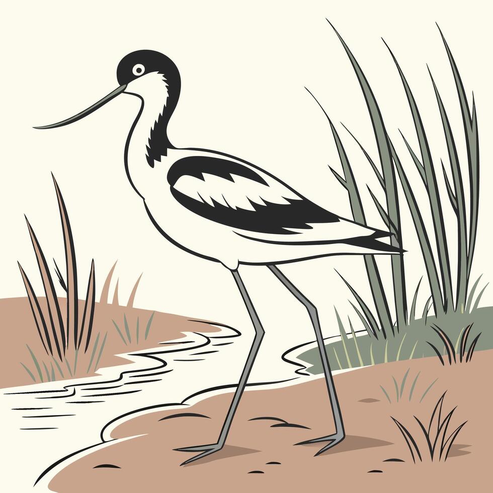 The illustration of avocet bird vector