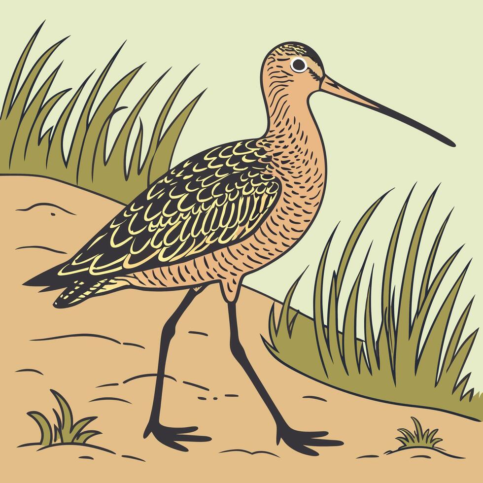 The illustration of marbled godwit bird vector