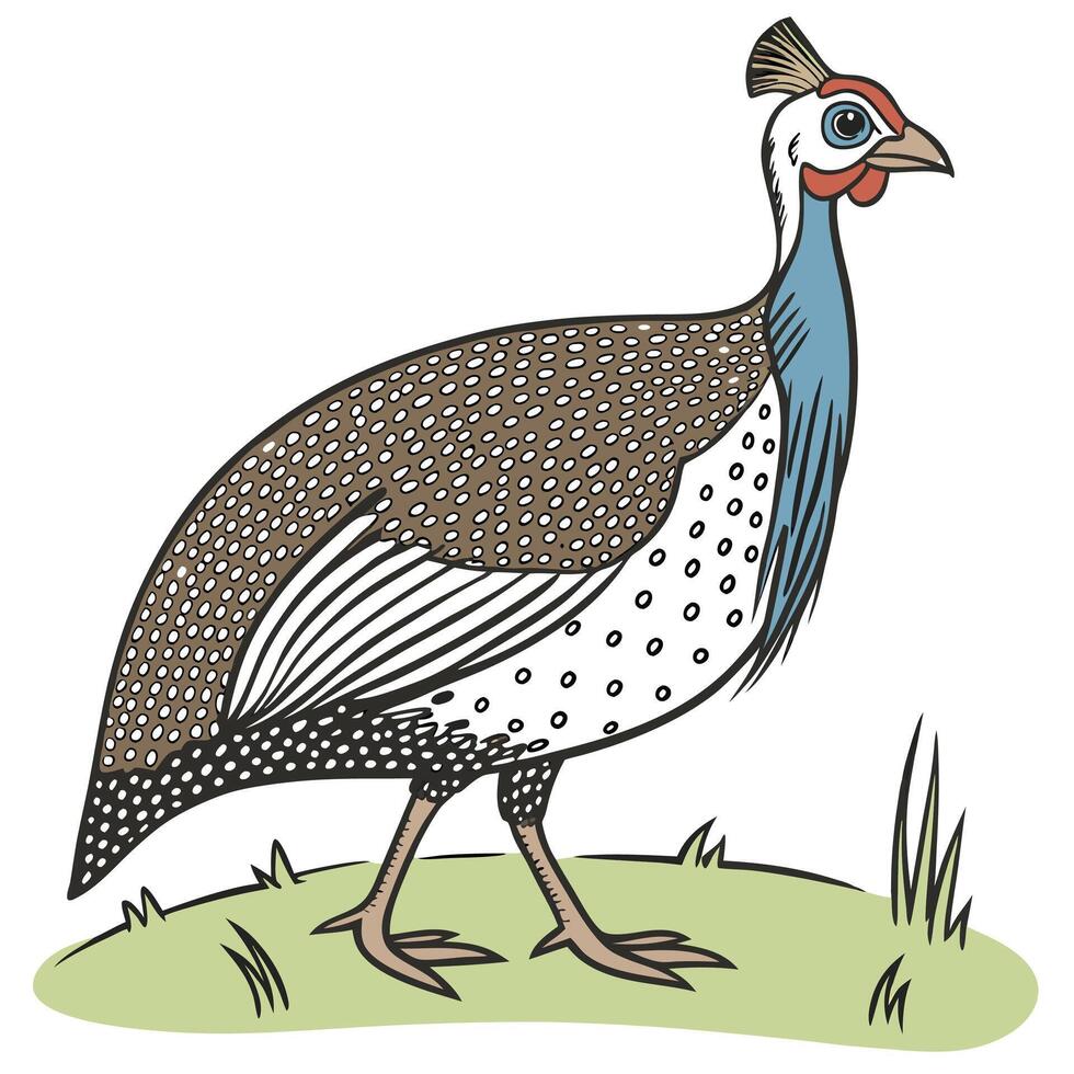 The illustration of guinea fowl bird vector