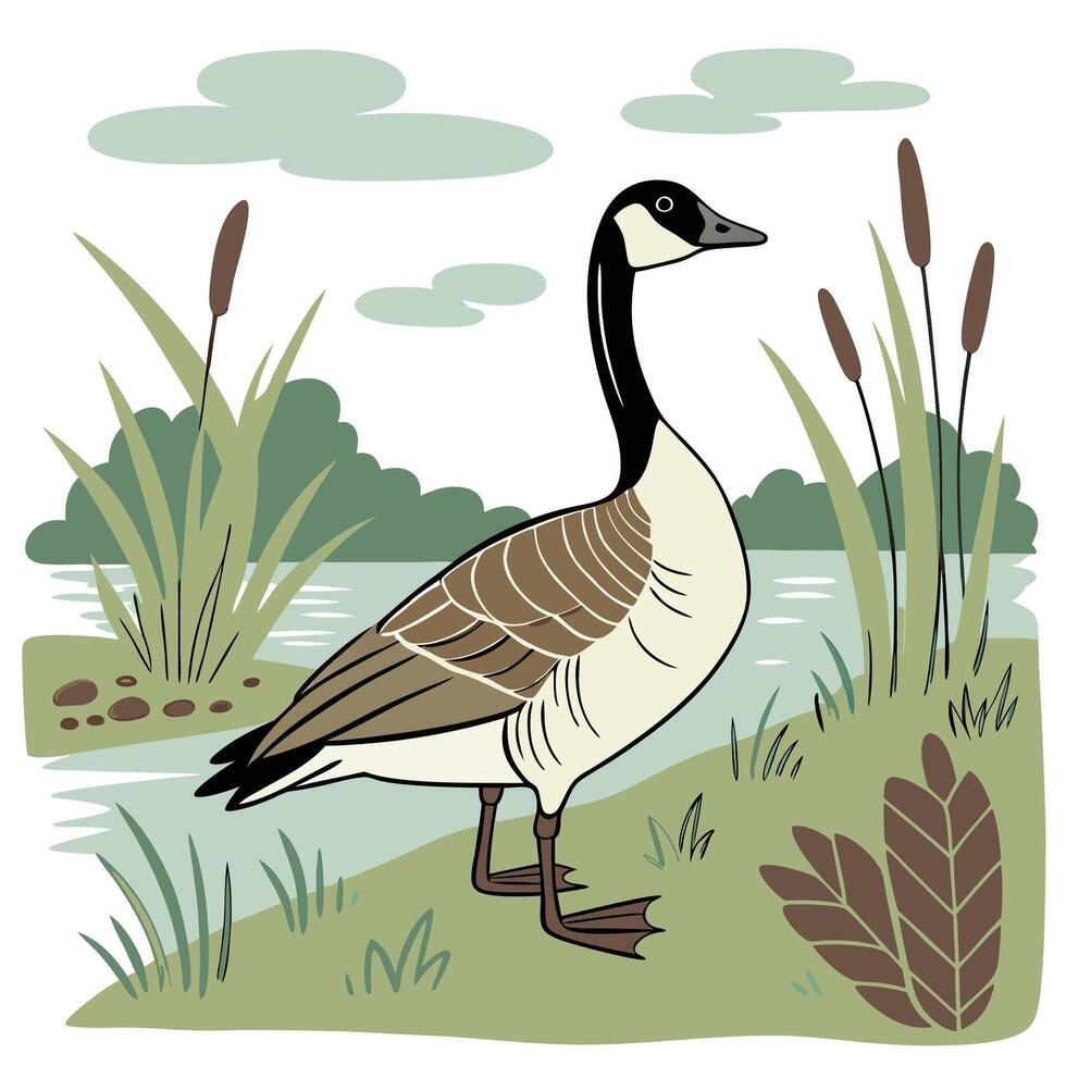 The illustration of canadian goose bird on lake vector