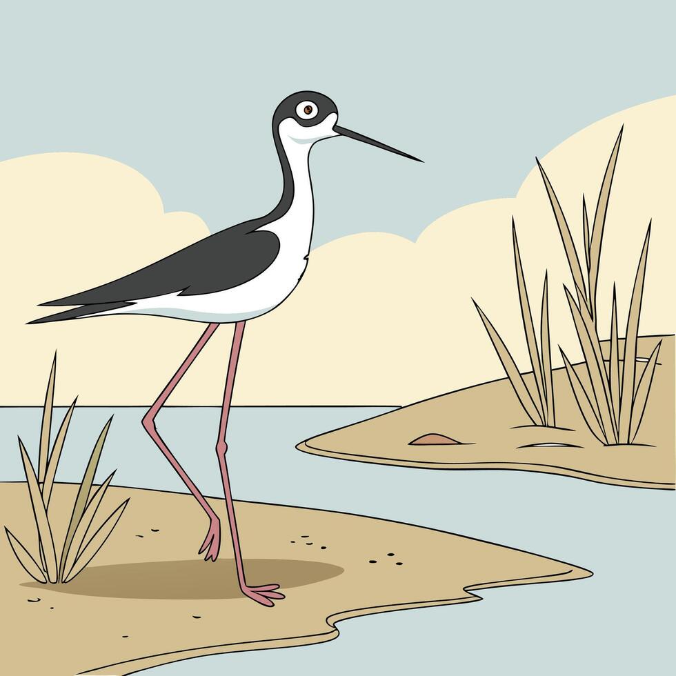 The illustration of black necked stilt bird vector