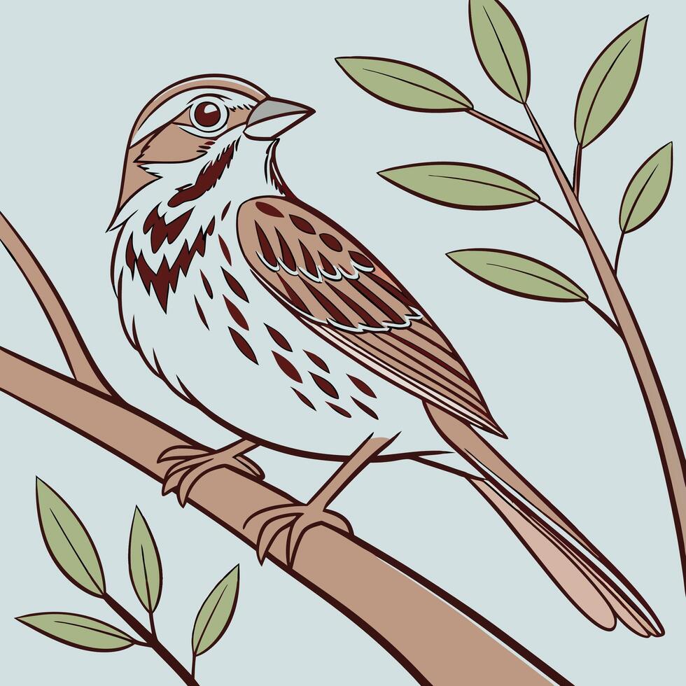 The illustration of song sparrow bird vector