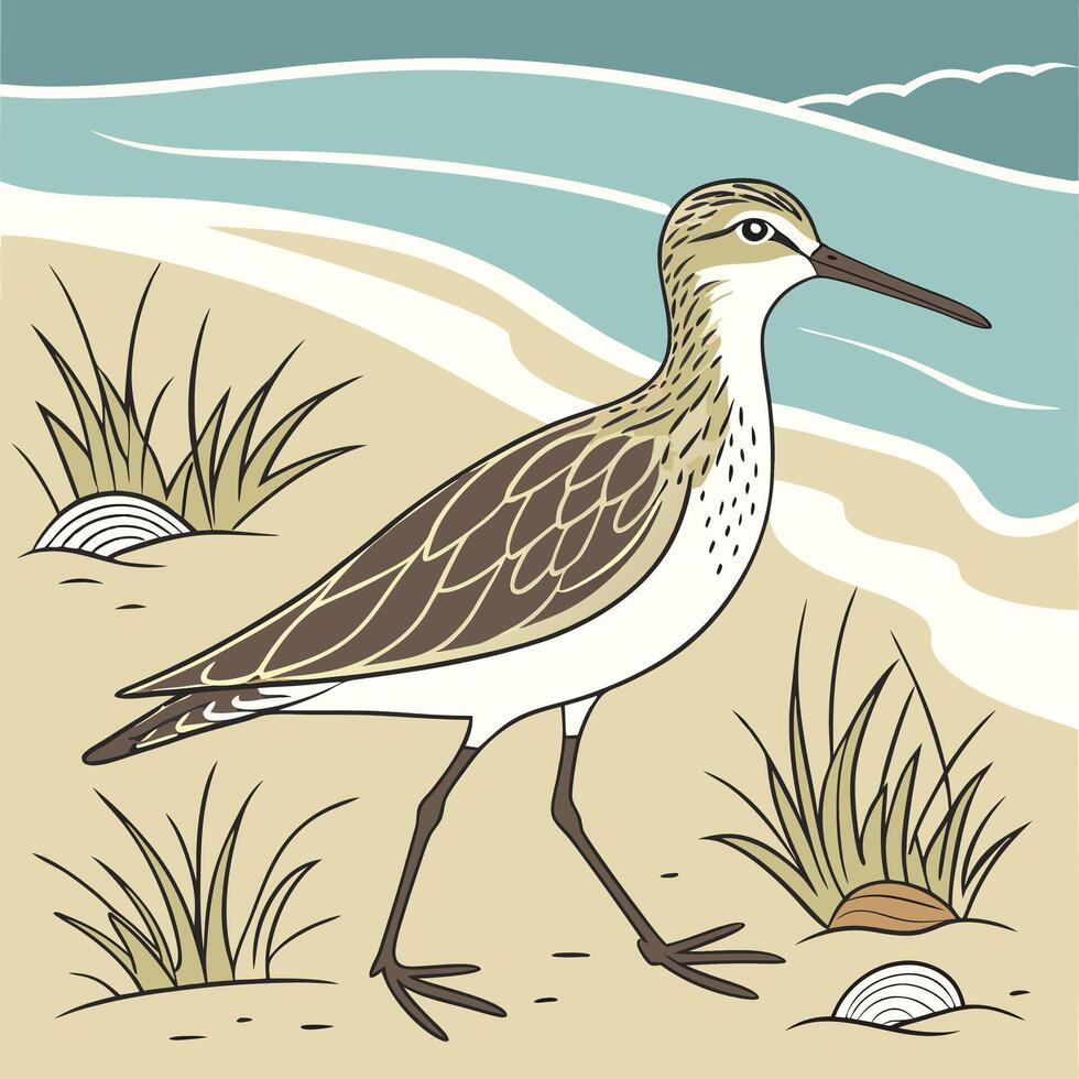 The illustration of sandpiper bird vector