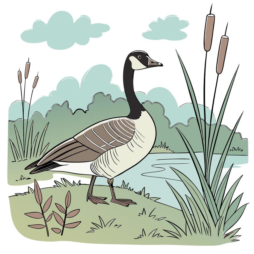 The illustration of canadian goose bird vector