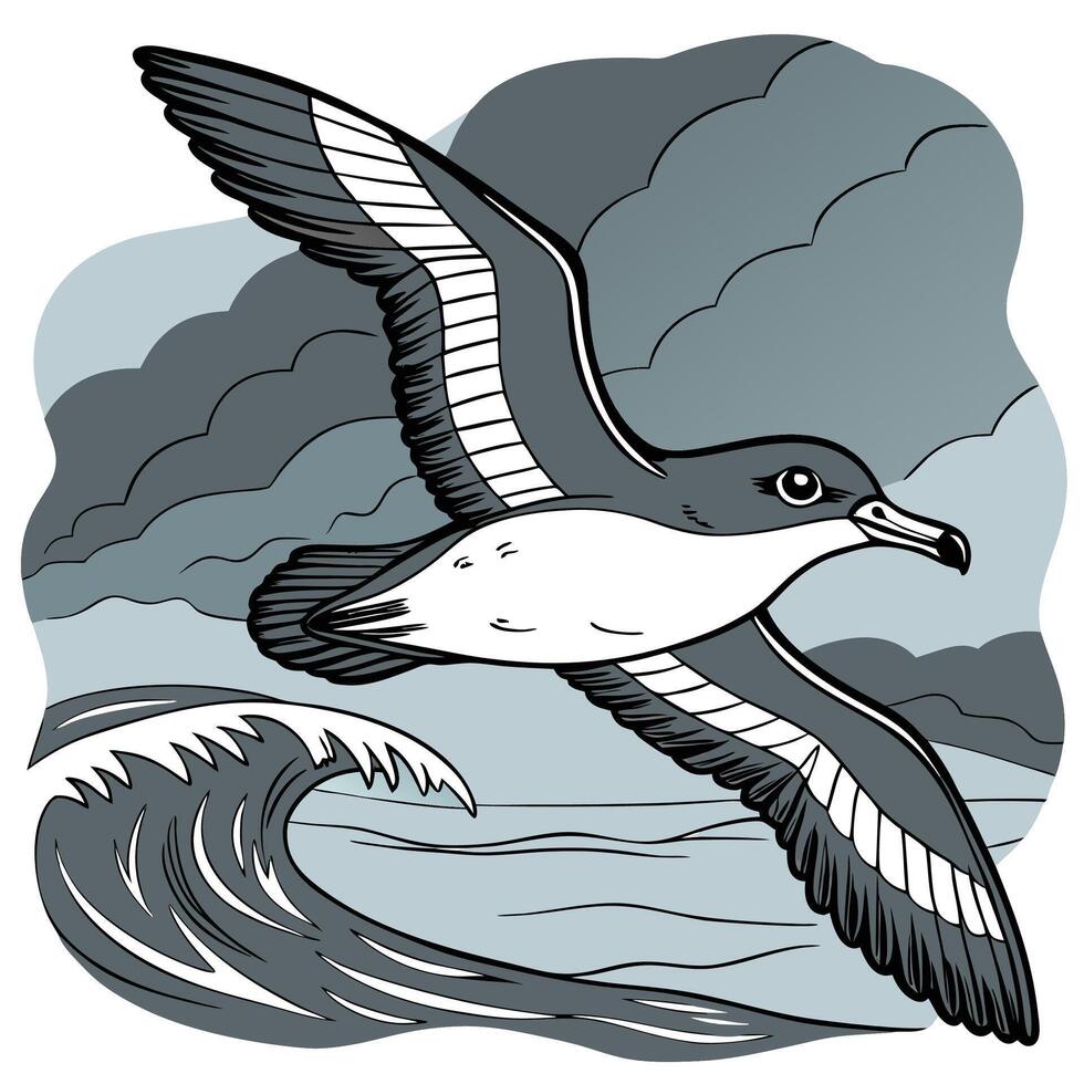 The illustration of shearwater bird vector