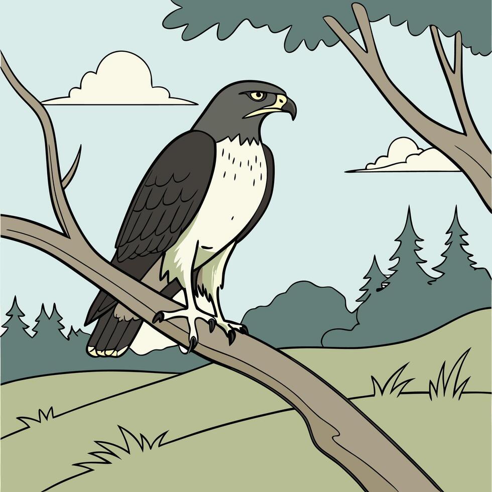 The illustration of swainson s hawk bird vector