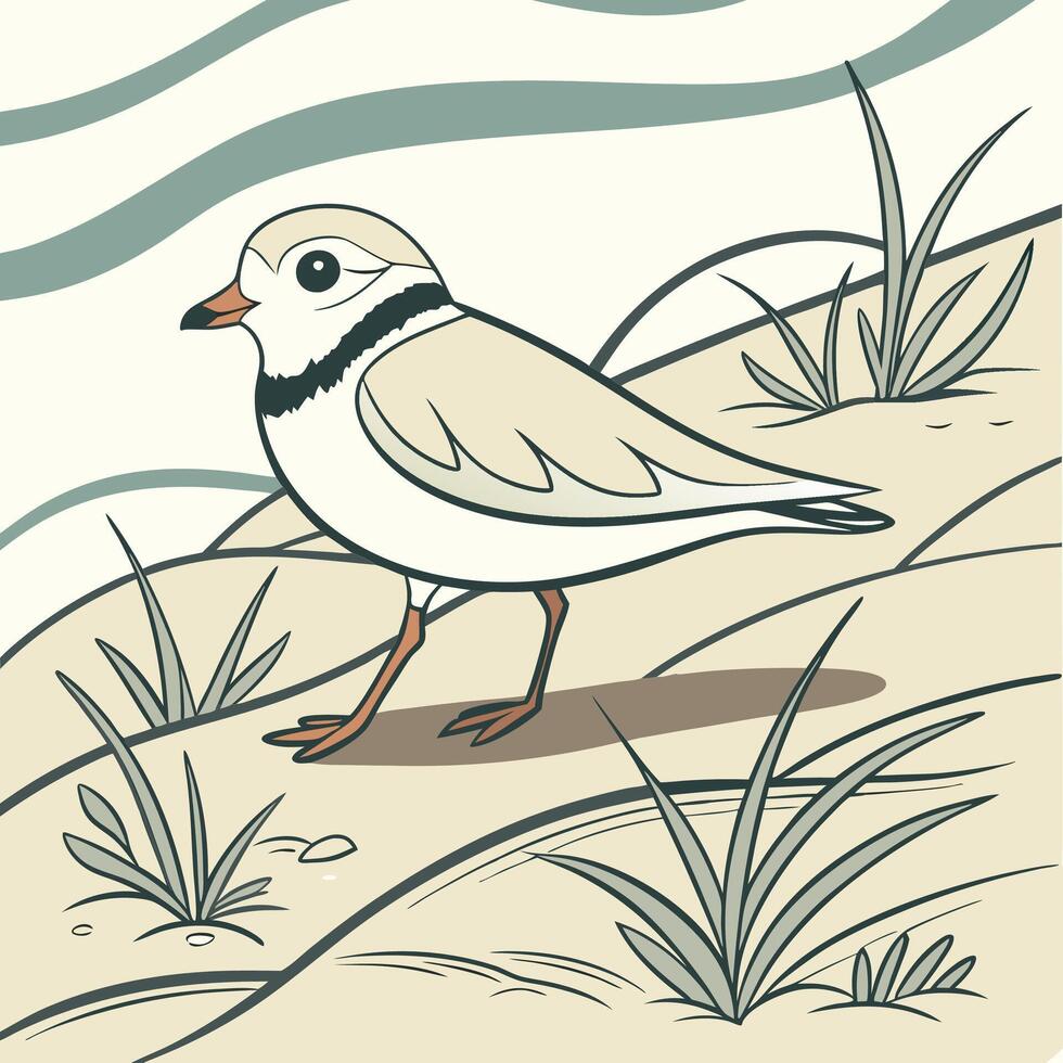 The illustration of piping plover bird vector