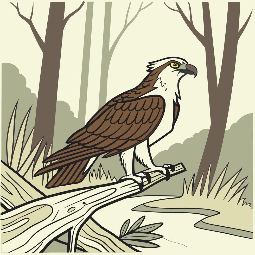 The illustration of osprey bird vector
