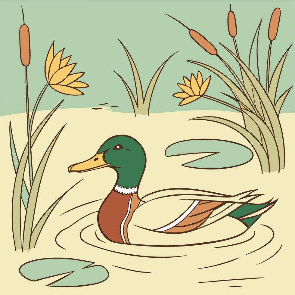 The illustration of mallard duck vector