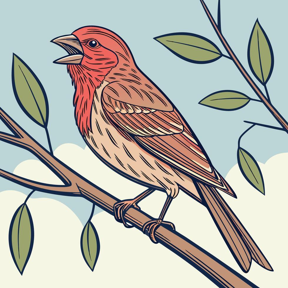 The illustration of house finch bird vector