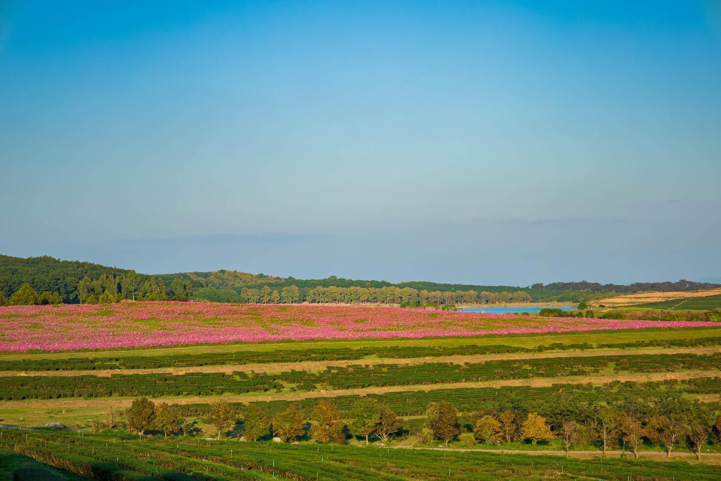 Lush flower yards in different seasons, Chiang Rai, Thailand. photo