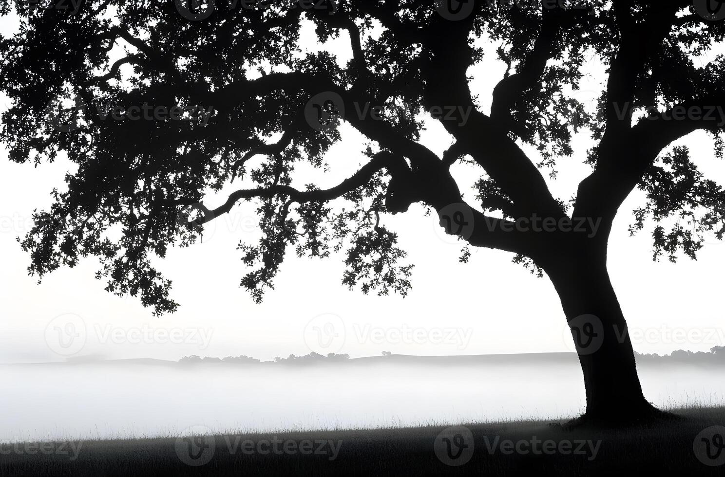 Silhouette Of Large Oak Tree Over Foggy Landscape photo