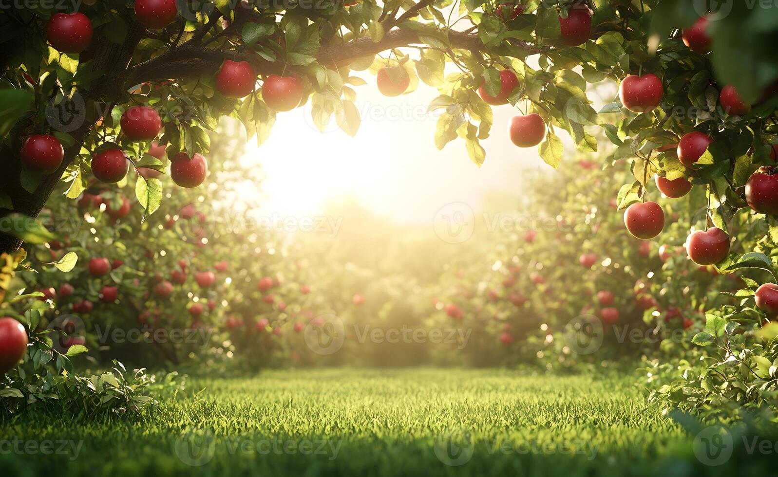 Sunlit Orchard Lush Green Apple Trees Abundant Harvest photo