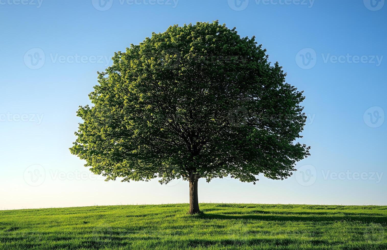 Lone Tree Stands Tall in Verdant Meadow Under Blue Sky photo