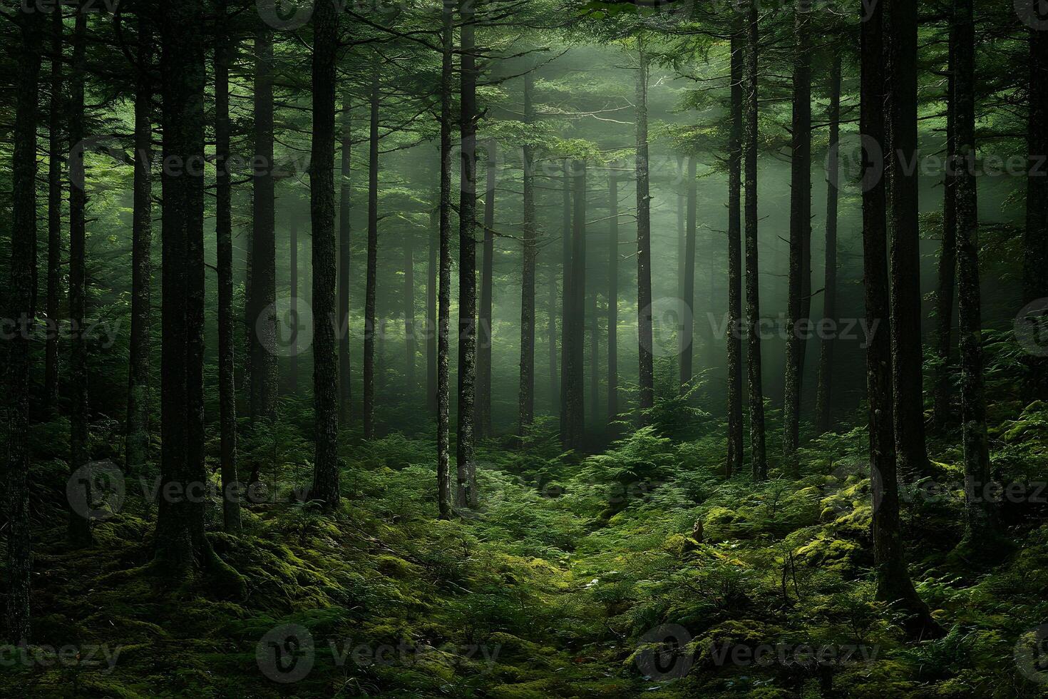 Misty Forest Path Lush Green Canopy photo