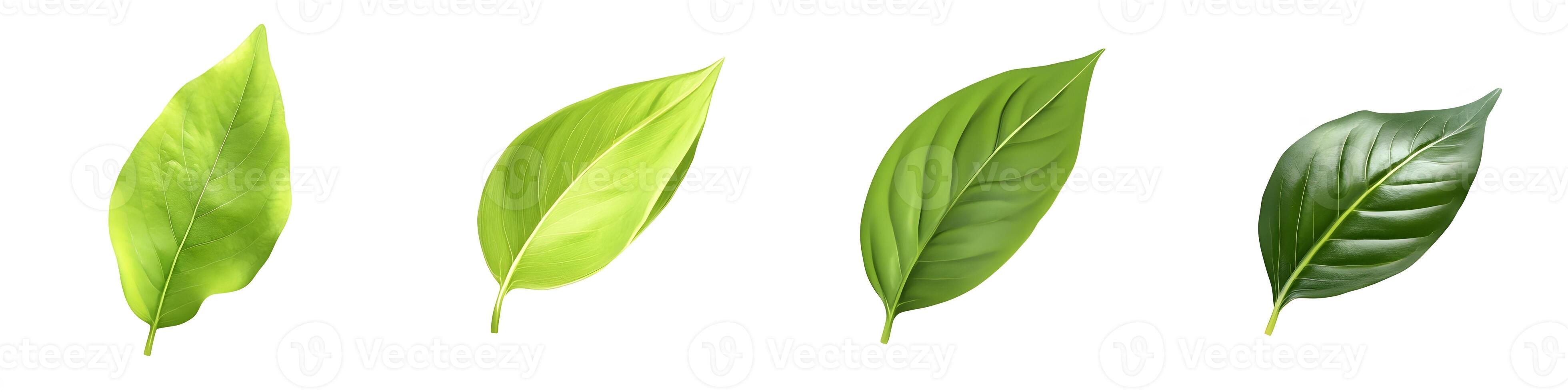 Four vibrant green leaves isolated on white background photo