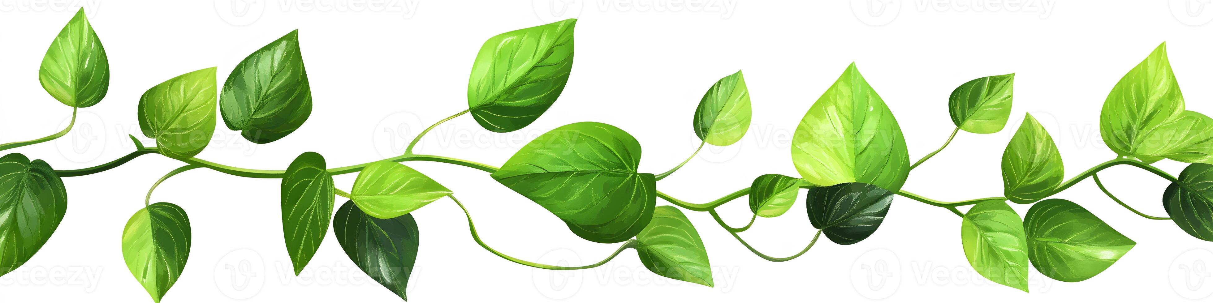 Vibrant Green Vine Leaves Displaying Natural Beauty photo
