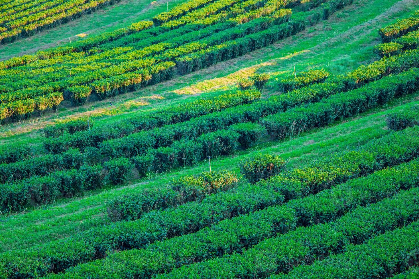 Aerial view of tea plantation on a hill, surrounded by mountains and forest, with a vibrant rural atmosphere, Cameron highlands, photo