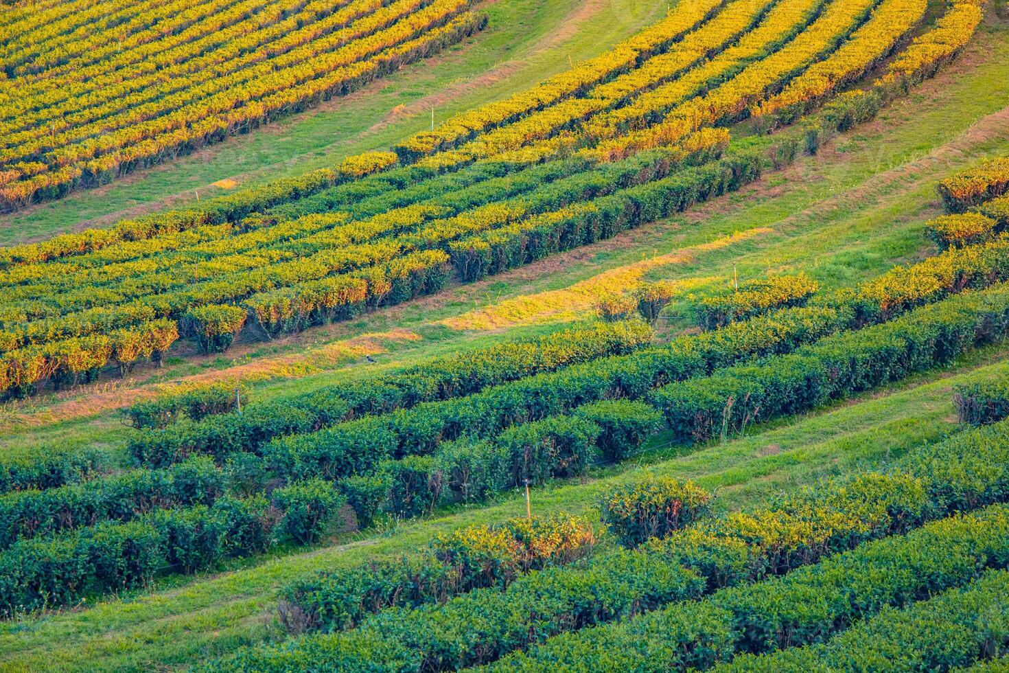 Tea fields under a bright summer sky. photo
