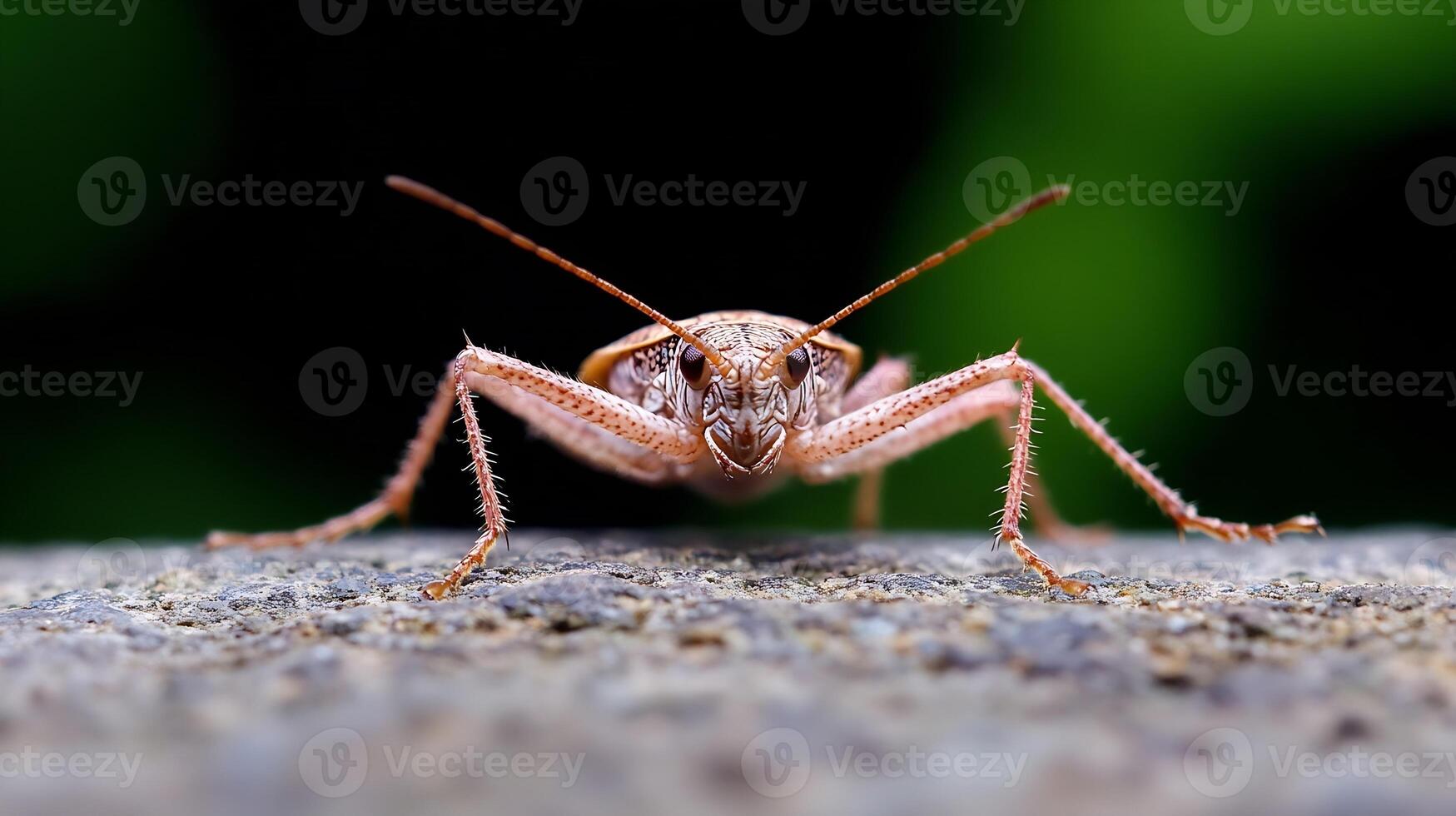 Detailed Macro Shot of Cricket Displaying Fine Texture and Nature's Intricate Design photo