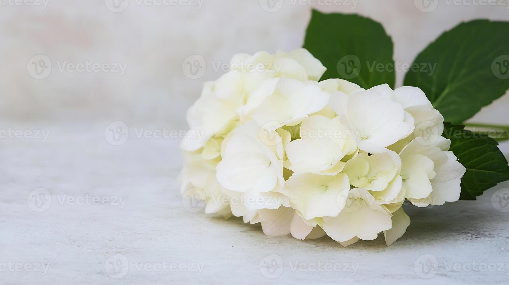 Delicate White Hydrangea Blossoms on a Soft Rustic Surface photo