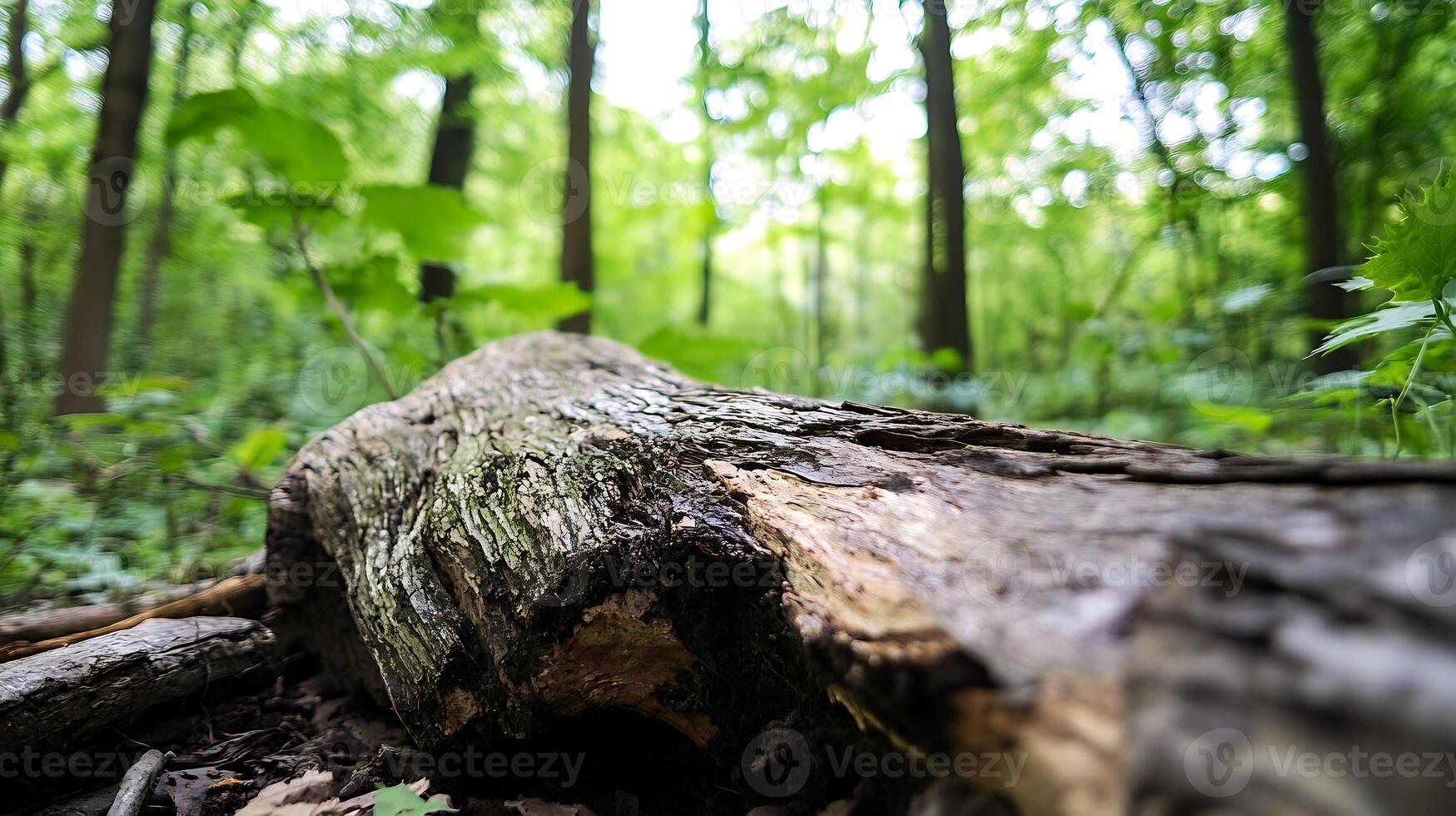 Fallen Log In Lush Forest Symbolizing Natural Decay And Ecosystem Renewal photo