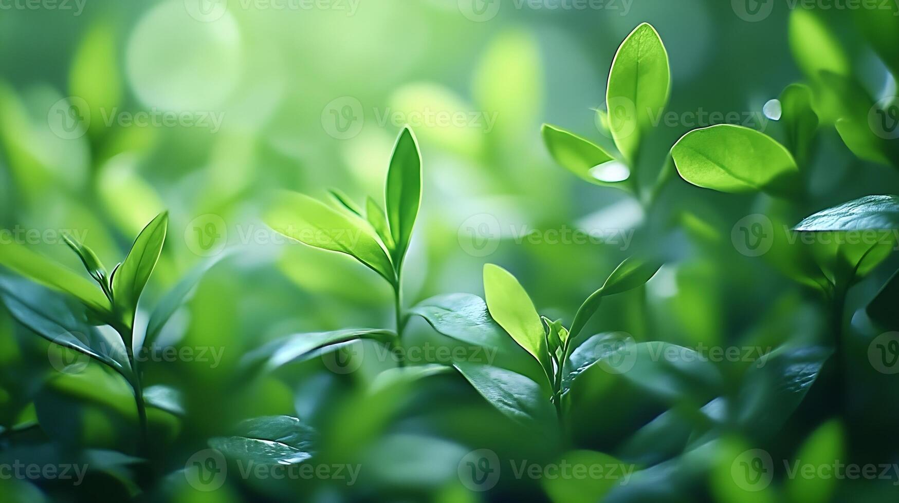 Fresh Green Leaves in Lush Spring Foliage with Sunlight Streaming Through photo