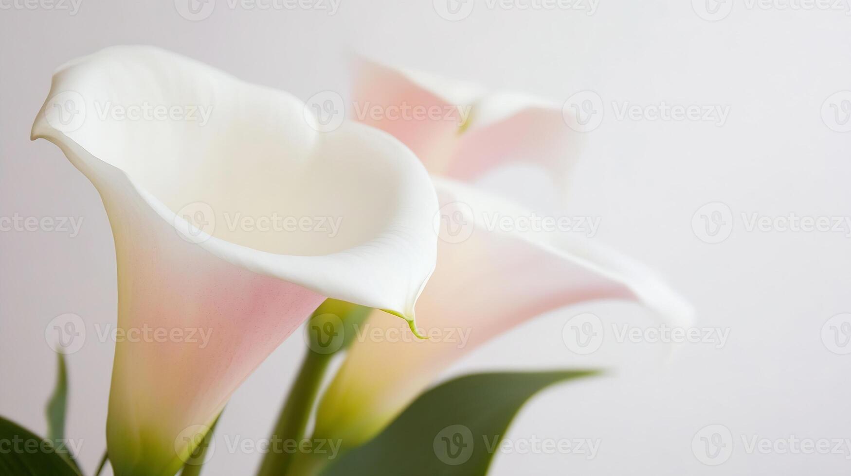 Delicate Pink and White Calla Lilies with Softly Blurred Background Easy on the Eyes photo