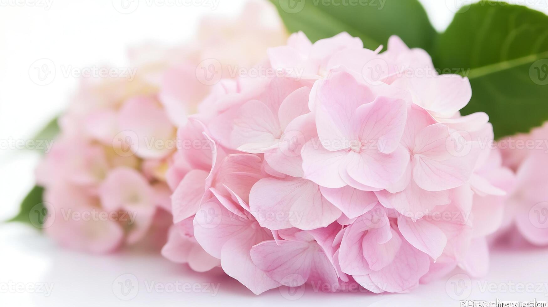 Delicate Soft Pink Hydrangea Flowers with Lush Green Leaves on White photo
