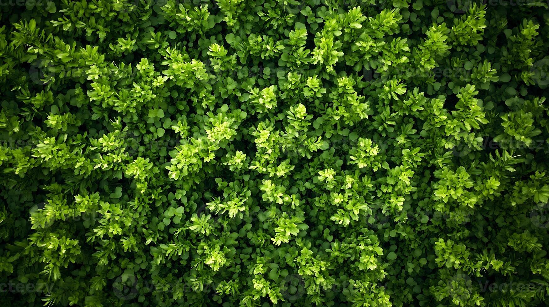 Abundant Greenery of Lush Foliage in a Dense Leafy Forest Aerial View photo