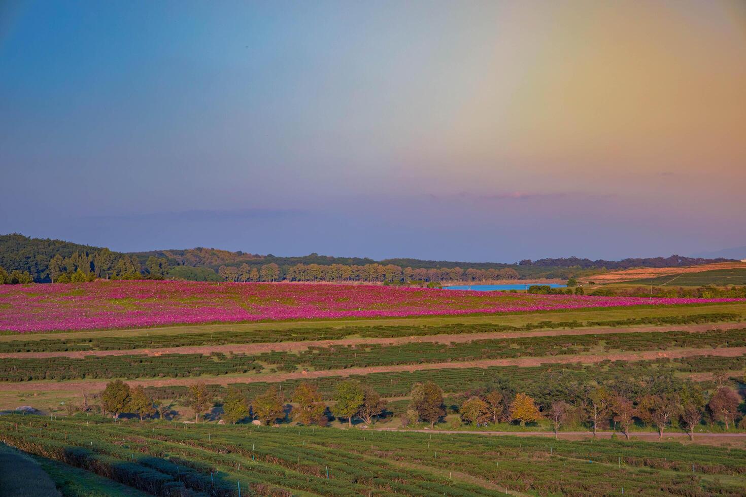 Lush flower yards in different seasons. photo