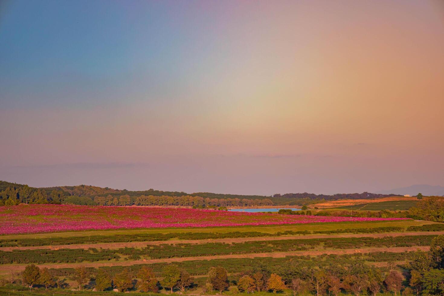 Lush flower yards in different seasons with green fields, pink plants. Chiang Rai, Thailand. photo