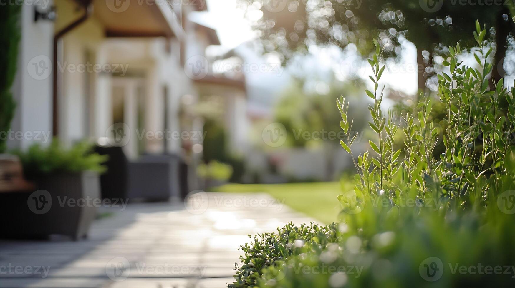 Serene Suburban Backyard with Green Landscaping in Soft Morning Sunlight photo
