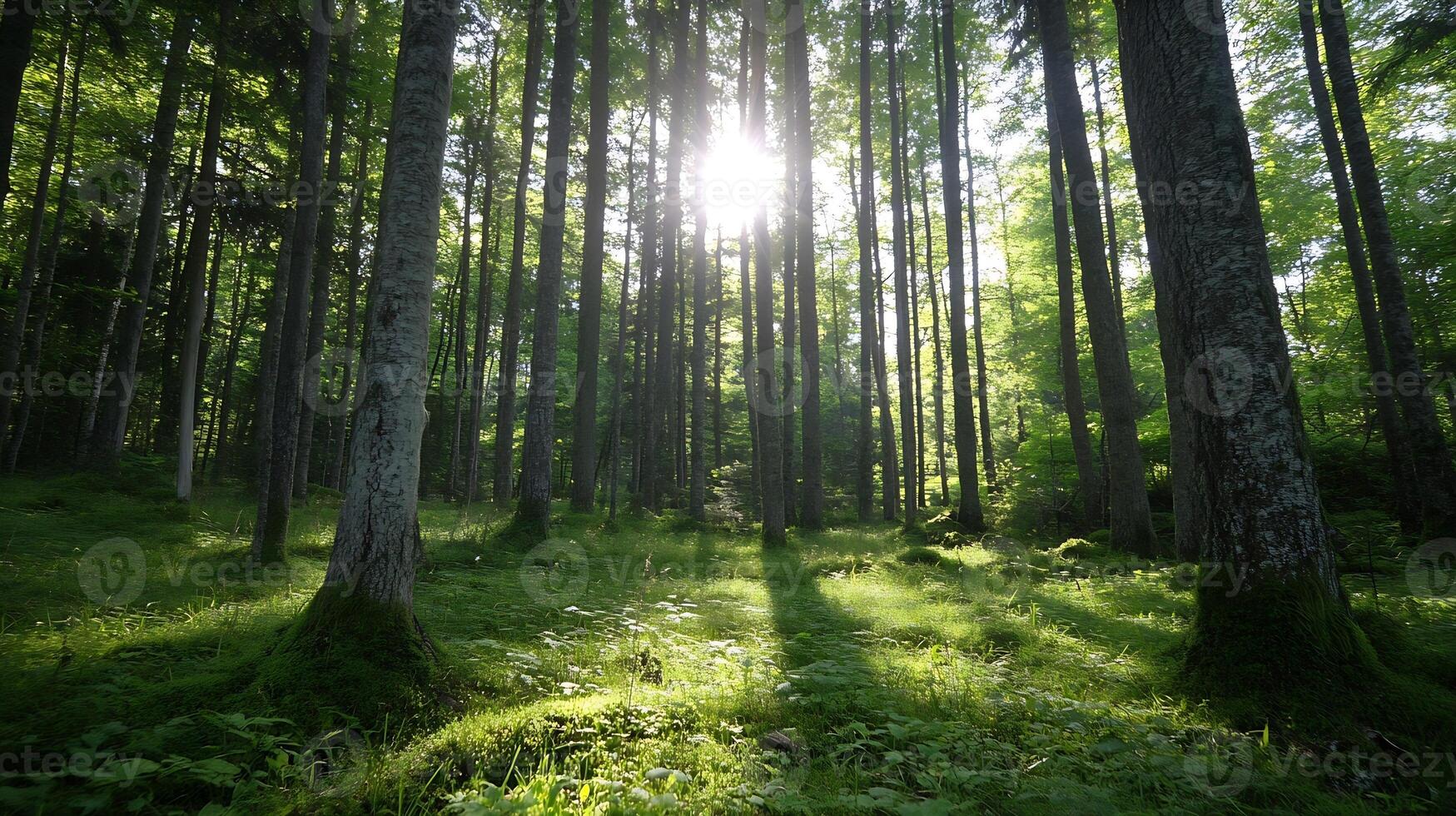 Serene Forest with Sunlight Filtering Through Tall Trees and Greenery photo