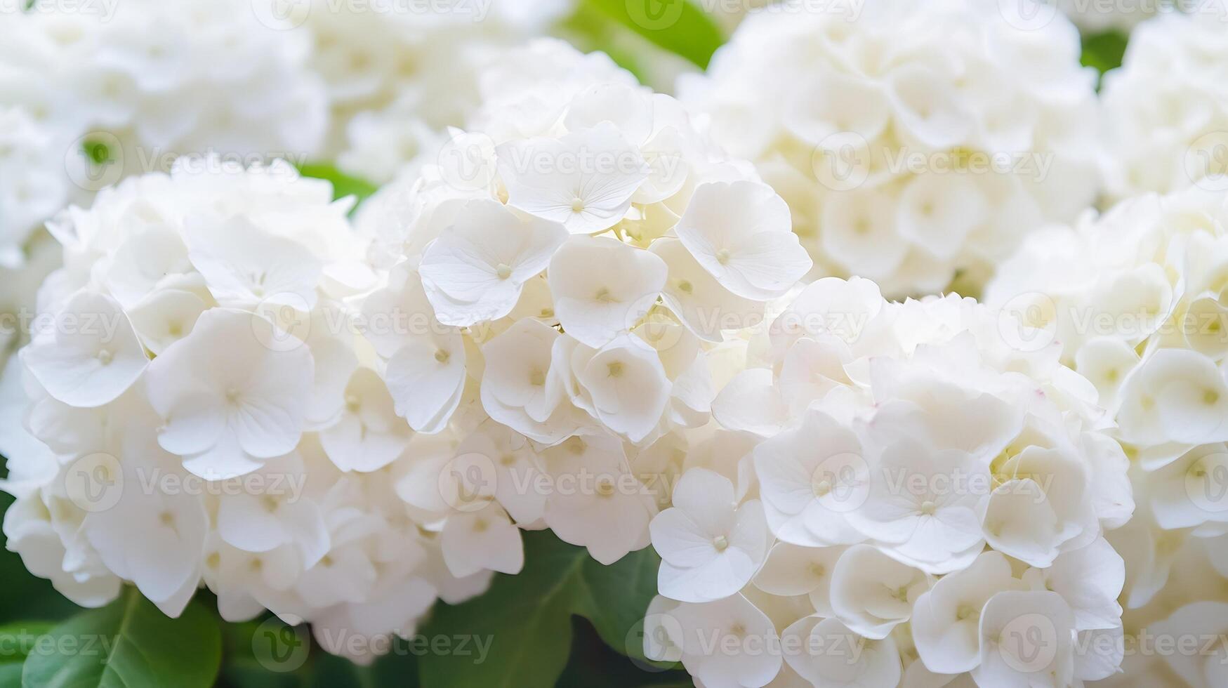 Close-Up of Delicate White Hydrangea Flowers in Full Bloom Creating a Blanket of Pure Elegance and Softness photo