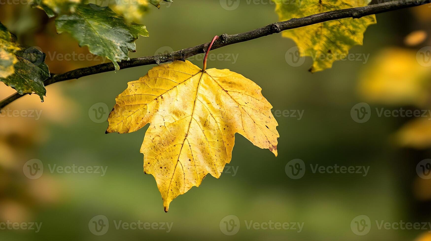 Close-Up of a Single Vibrant Yellow Maple Leaf on a Branch During Fall Season photo