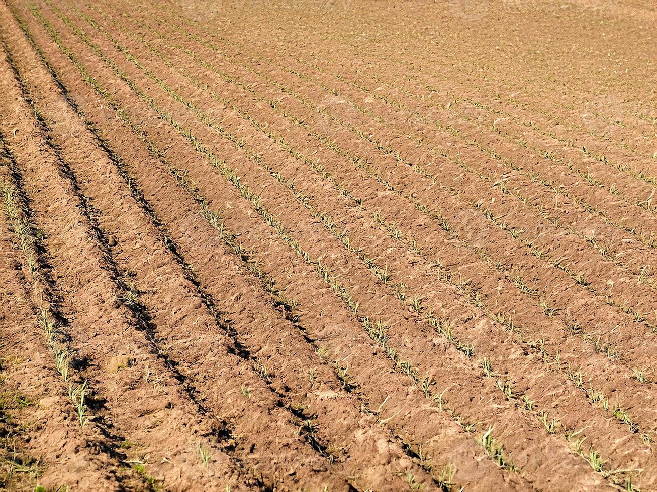 Young wheat plants growing in rows in plowed field photo