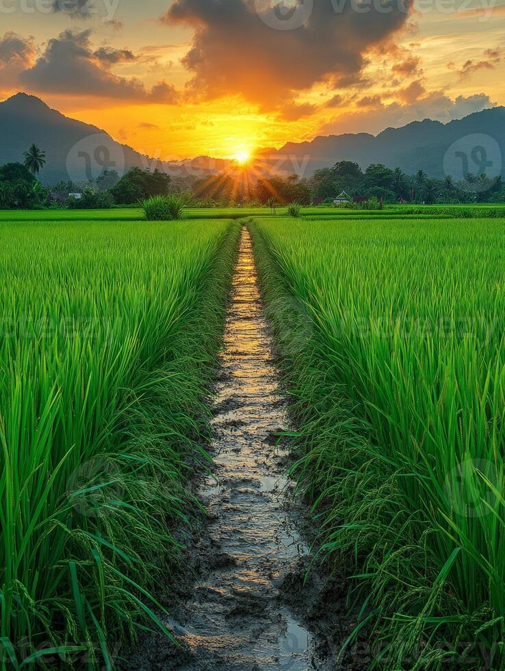 A serene sunset over lush rice fields highlighting nature's beauty and agricultural life. photo