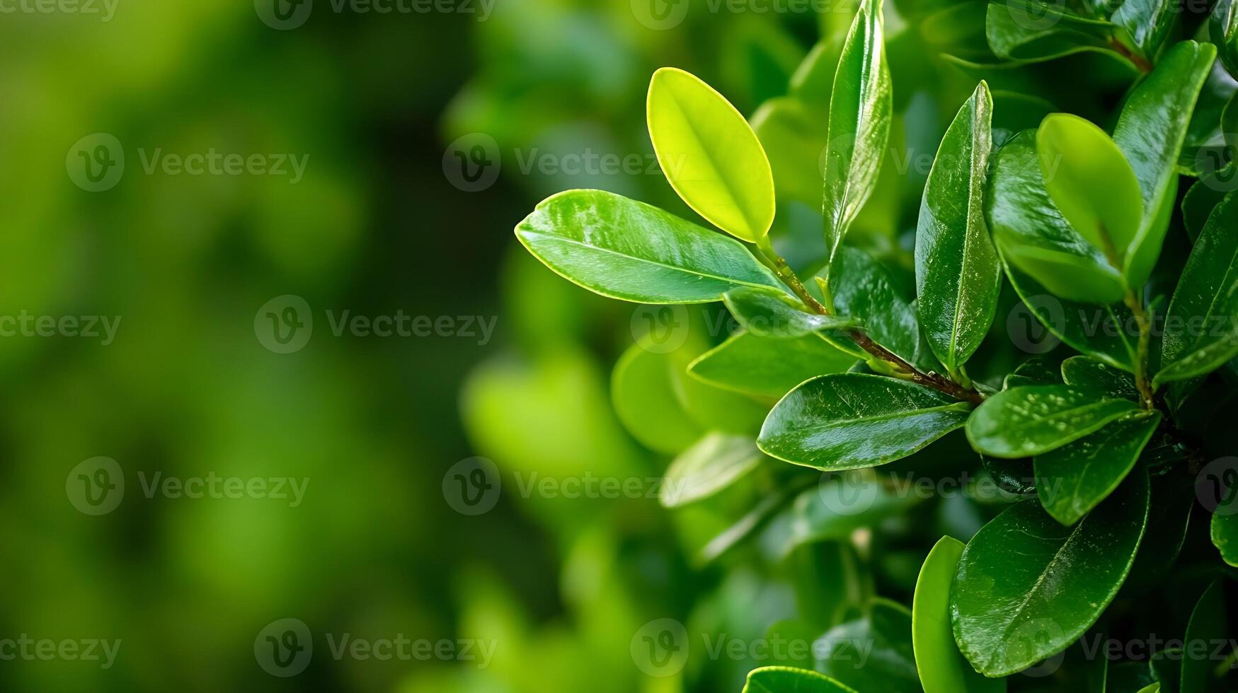 Vibrant Green Leaves with Texture and Detail in Natural Daylight Creating Fresh Botanical Scene photo