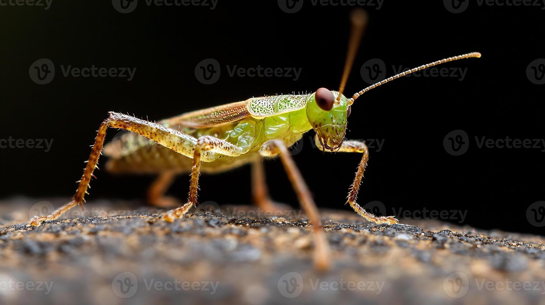 Closeup of green grasshopper standing on textured surface showcasing natural details and unique insect behavior photo