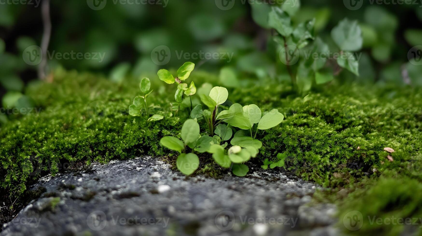 Closeup of Lush Green Plants and Moss on Weathered Rock in Tranquil Forest Setting photo