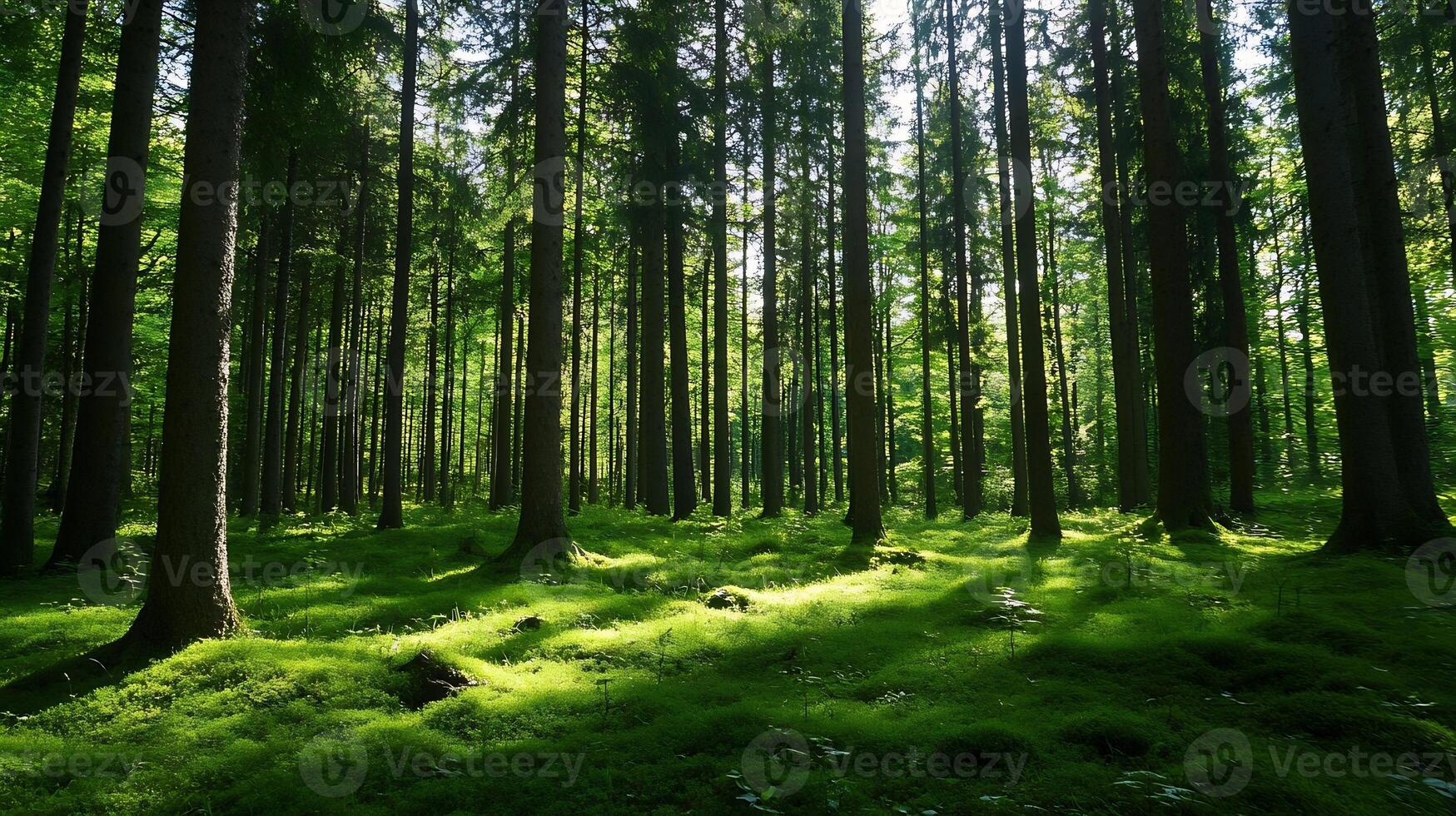 Lush Green Forest with Tall Trees and Sunlight Streaming Through the Canopy Creating a Serene Atmosphere photo