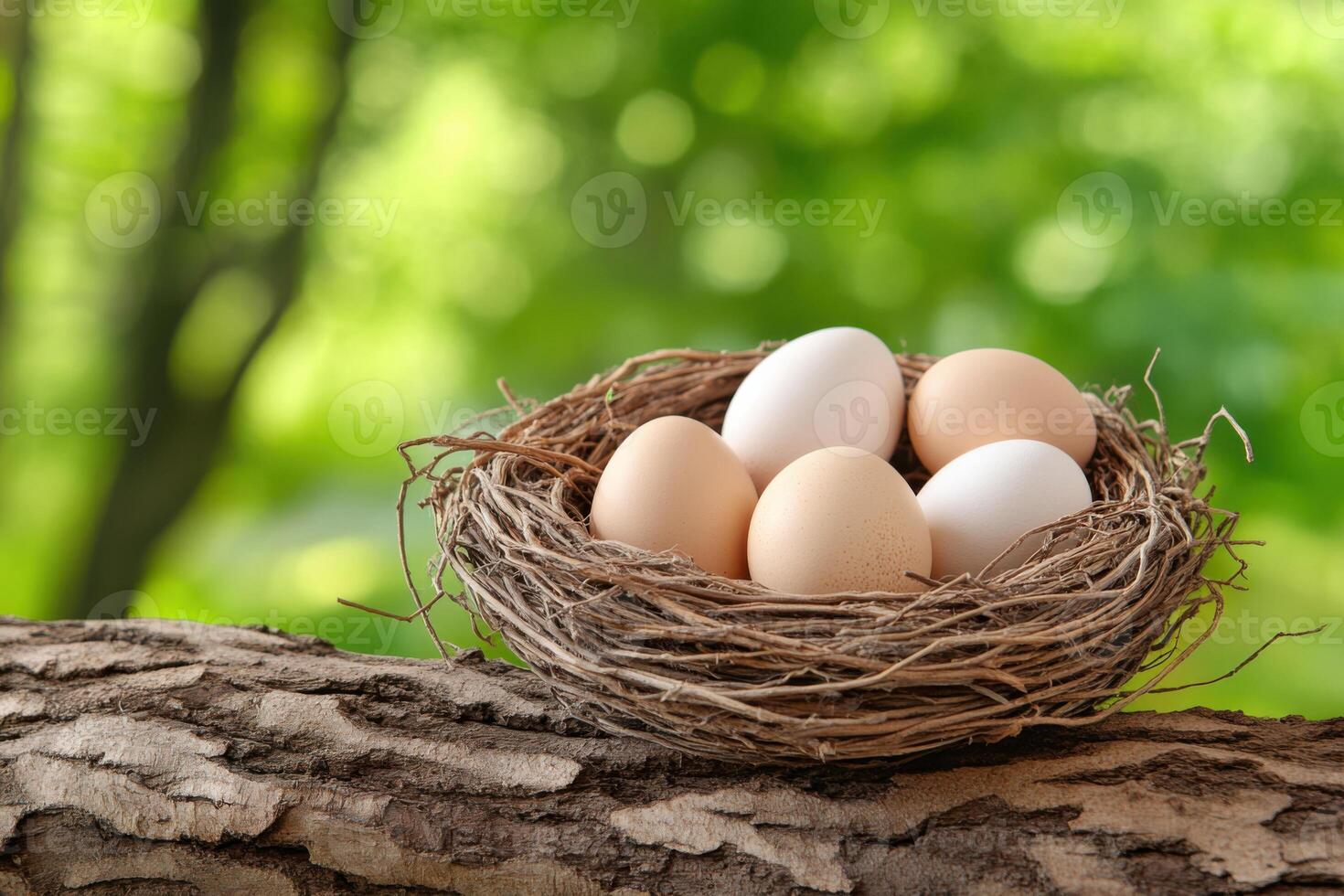 Nest resting on a tree branch holds soft beige eggs showcasing natural beauty in a serene environment photo