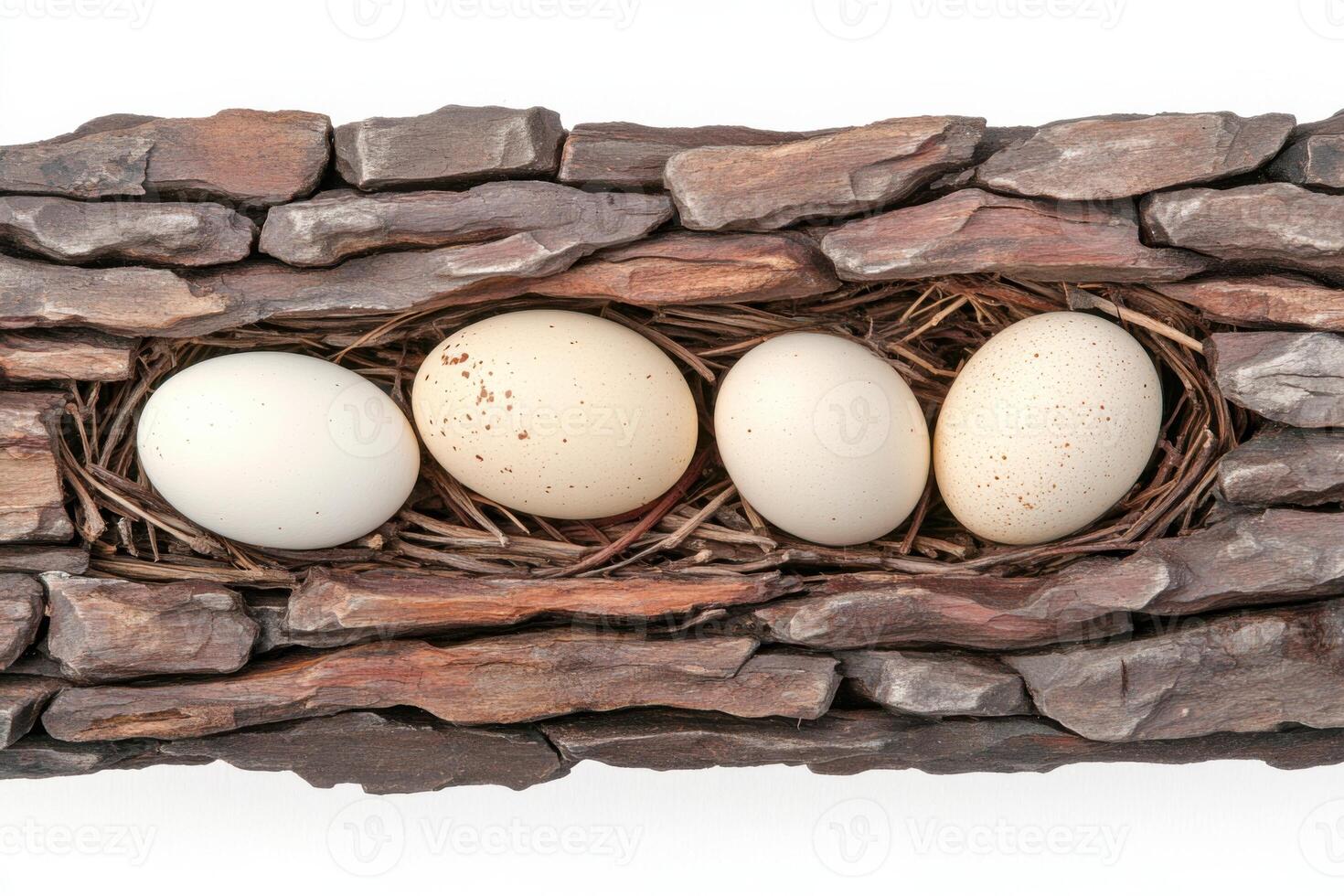 Nest of eggs on a tree branch showcasing natural beige tones and deep brown bark in a tranquil outdoor setting photo