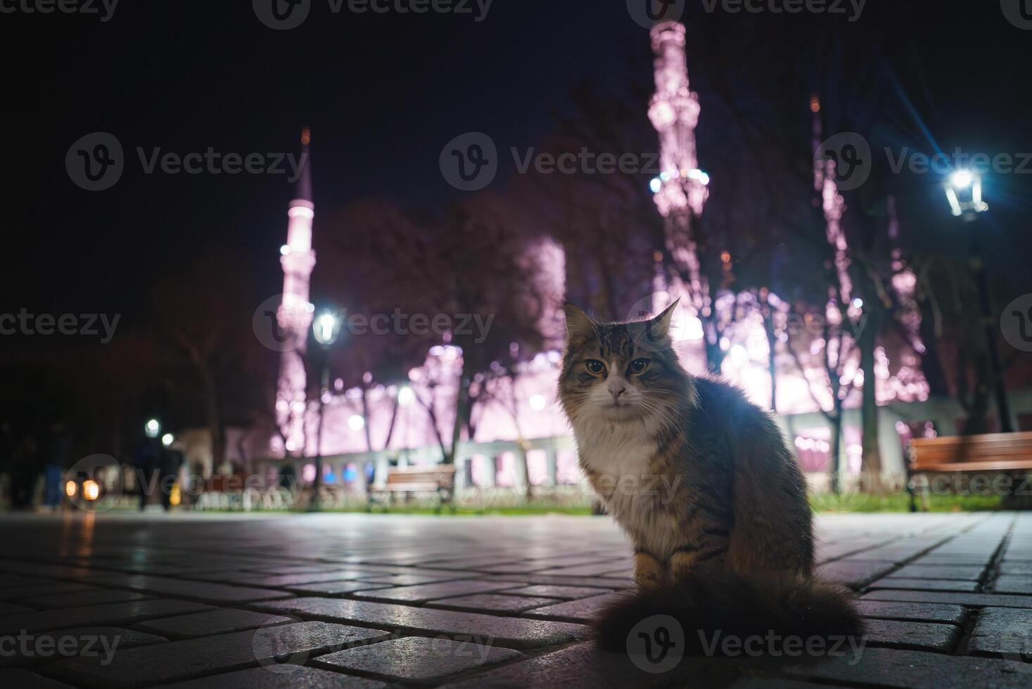 Fluffy Cat on Paved Walkway with Illuminated Mosque at Night in Istanbul photo
