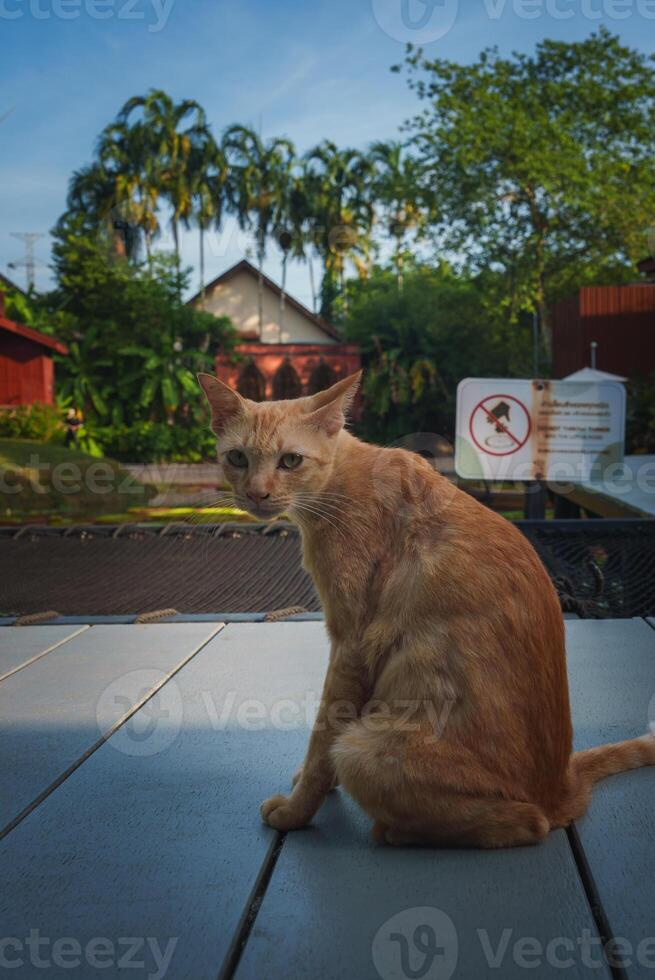 Light Orange Cat on Wooden Platform with Thai Building in Background photo