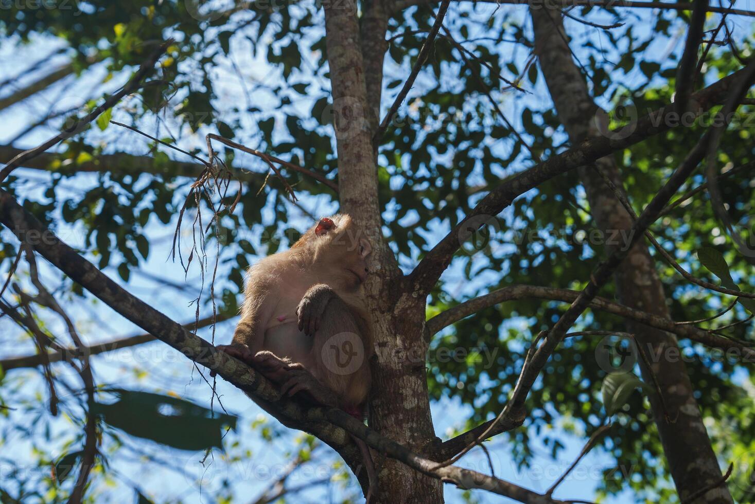 Monkey Resting on a Tree Branch in a Tropical Forest in Thailand photo
