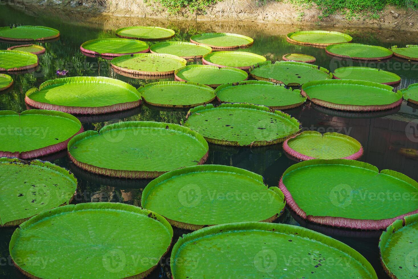Serene Pond with Large Victoria Water Lily Pads in Tropical Setting photo