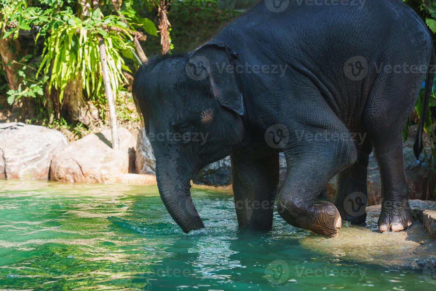 Young Elephant by a Green Pool in a Tropical Setting in Thailand photo